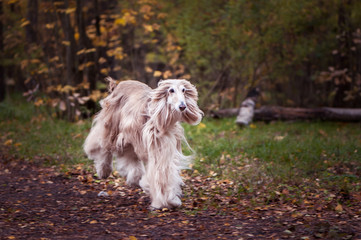 Dog,  beautiful Afghan hound, running along the autumn path, walking. Beauty dog ​​in motion