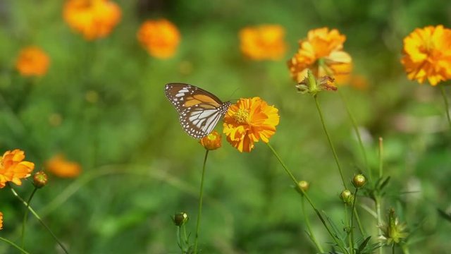 Colorful butterfly feed  on nectar from  flower,side view.
Butterfly common tiger sucking sweet with proboscis from yellow tropical flowering plant,slow motion hd video.
