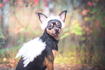 Angel dog, portrait of a dog in the image of an angel, in a wreath and with white wings. Symbol of...