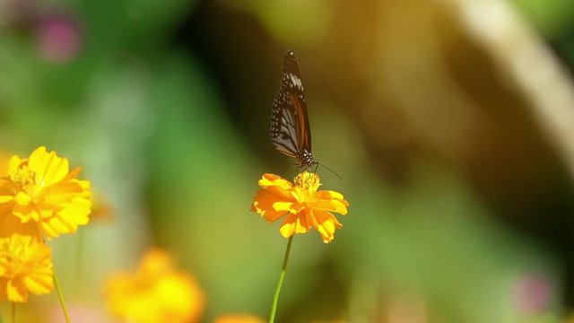 Colorful butterfly feed  on nectar from  flower,front view.
Butterfly common tiger sucking sweet with proboscis from yellow tropical flowering plant,slow motion hd video.

