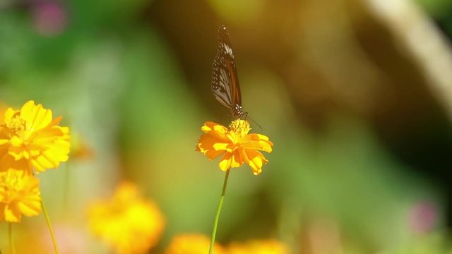 Colorful butterfly feed  on nectar from  flower,front view.
Butterfly common tiger sucking sweet with proboscis from yellow tropical flowering plant,slow motion hd video.

