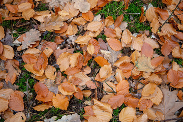 suche jesienne liście leżące w lesie