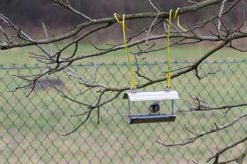 Sitta europaea - Eurasian nuthatch in a feeder.