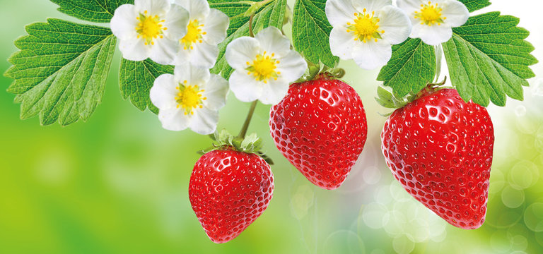 strawberries red freshness