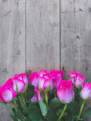 Pink Roses on a Wooden surface. Rose blooms.