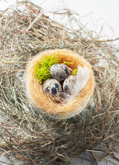 quail eggs in nests