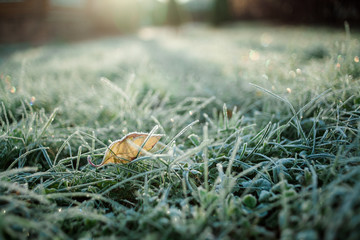 frosty leaf