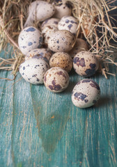Obraz premium quail eggs in nests