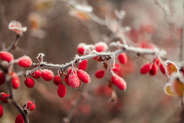 frosty berries