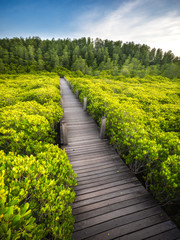 Fototapeta na wymiar The wood bridge in mangrove forest at nature preserve at Tung Prong Thong, Rayong province, Thailand, point unseen in Thailand travel location.