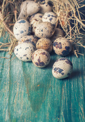 quail eggs in nests