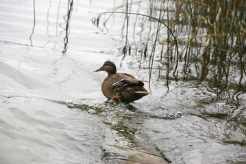 Gray Duck floating on the pond