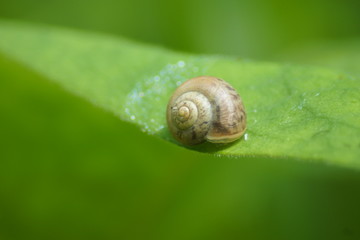 little snail