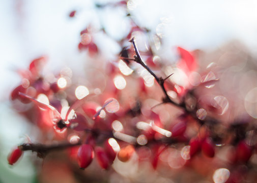 branches and red leaves