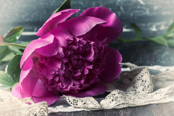 Obraz premium Pink peonies with drops of water. Tonal processing