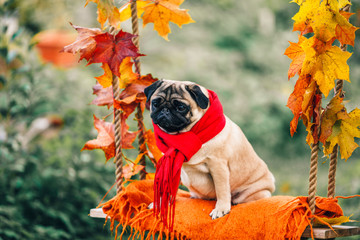 elegant pug on a swing in the garden