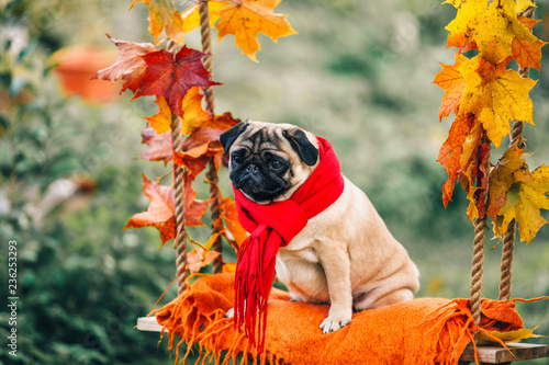 elegant pug on a