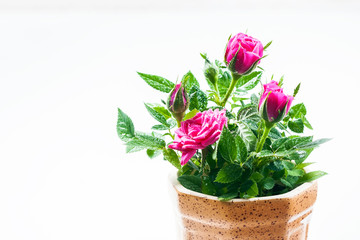 Roses in a pot on a white background.