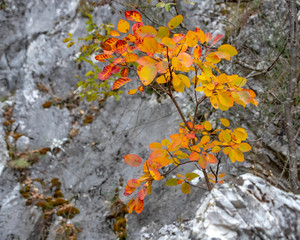 A tree with red-yellow fall foliage against a gray rock