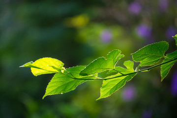 Green leaf with morning light