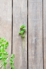 Fresh green parsley on the wooden table, herbs