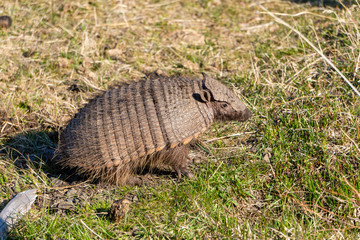 Dwarf armadillo in Torres del Paine National Park