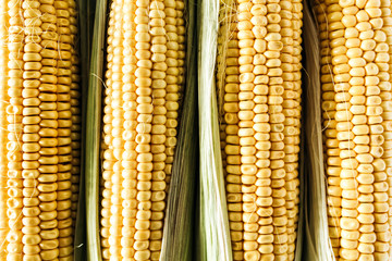 Closeup of raw ears of corn. Flat lay, top view vegetarian concept.