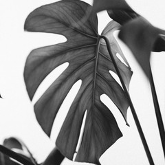 Monstera leaves on white background. Tropical exotic palm minimal monochrome concept. © Floral Deco