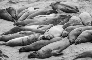 male elephant seals at a meeting place, beach of San Simeon