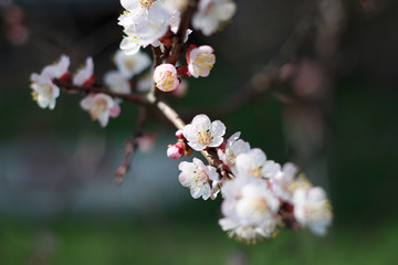 Flowering apricot branches. Sunny spring day