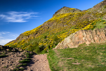 Yellow flowers on the hill