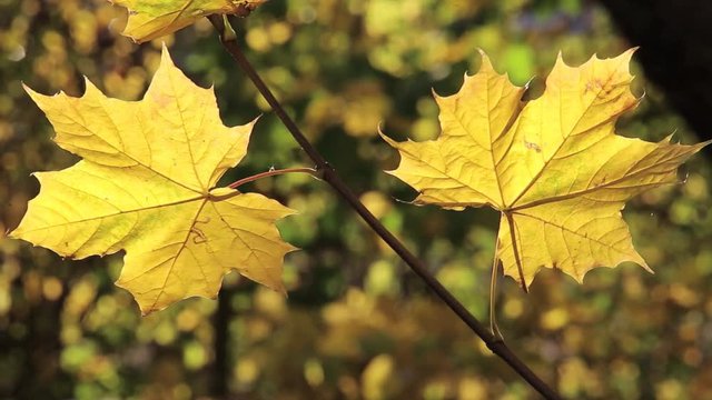 Ahornbaum mit gelben Bl&auml;tter im Herbst, herbstliche Video Footage HD 1080p 25 fps