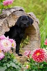 Labrador Retriever puppy in a hollowed tree log