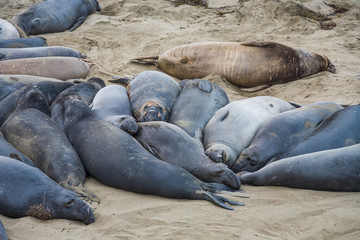 male elephant seals at a meeting place, beach of San Simeon