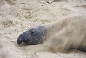 male elephant seal at a beach