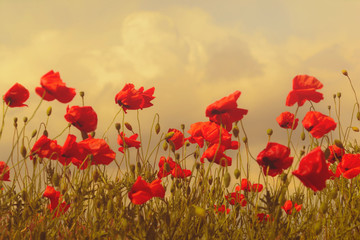 Big meadow of poppy against dark sky befor rain. Spring nature composition in the dark mood. Toned