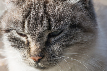 Muzzle of light gray cat, Close-up. Cute pet. Domestic animal