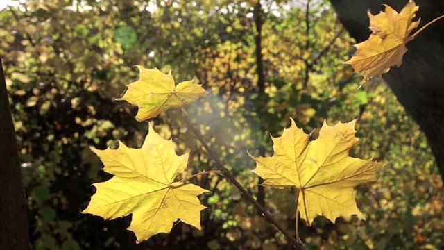 Ahornbaum mit gelben Bl&auml;tter im Herbst, herbstliche Video Footage HD 1080p 25 fps