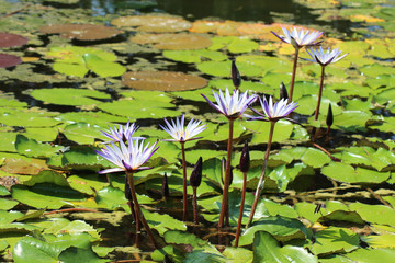Loto fiori e boccioli