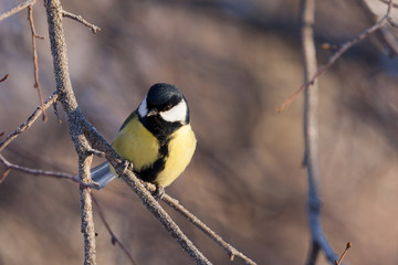 Great tit on a frozen branch
