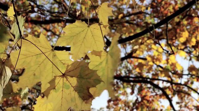 Ahornbaum mit gelben Bl&auml;tter im Herbst, herbstliche Video Footage HD 1080p 25 fps