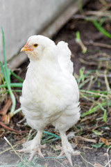 white chicken vertically