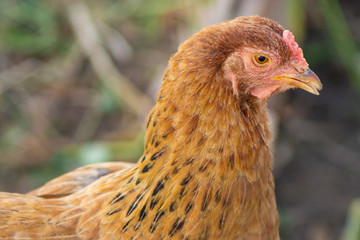 brown chicken close-up