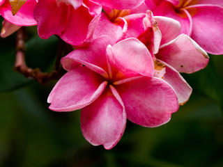 Fototapeta na wymiar Close up Pink Plumeria flowers (frangipani tropical flowers) for background