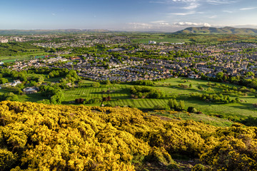 Fototapeta na wymiar Yellow flowers on the hill over city Edinburgh, Scotland