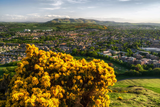 Yellow flowers on the hill over city Edinburgh, Scotland