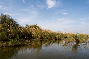 Parc national des oiseaux du Djoudj, Sénégal