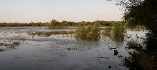 Parc national des oiseaux du Djoudj, S&eacute;n&eacute;gal