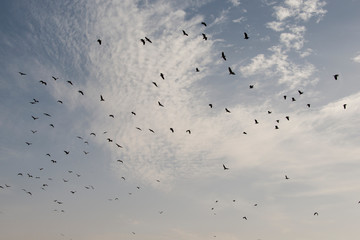 Bihoreau gris,.Nycticorax nycticorax, Black crowned Night Heron