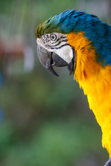 ルリコンゴウインコ